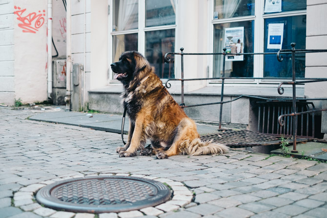 Dog in Bergen, Norway.