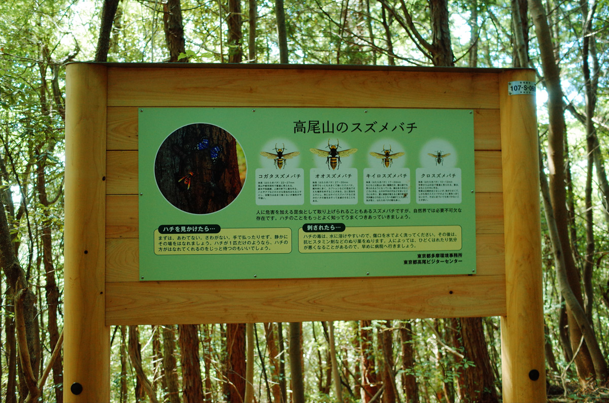 Sign in Japanese explaining what a cicada is.