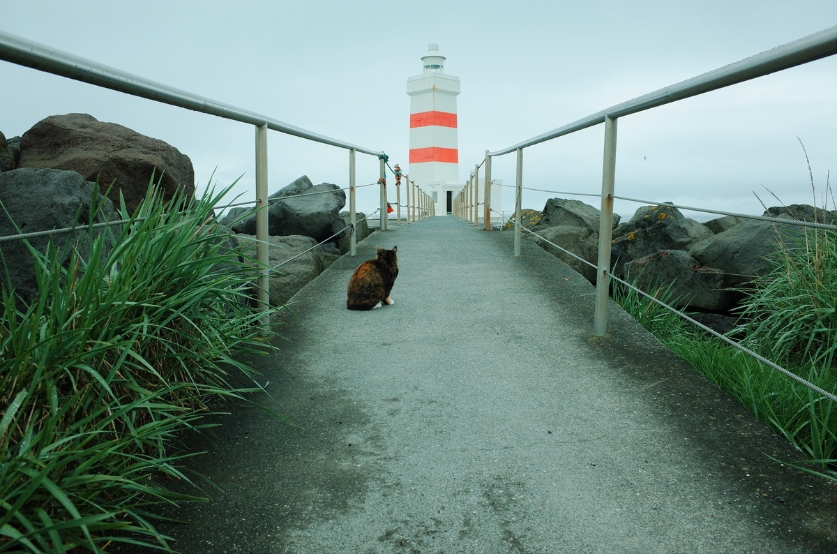 Cat in middle of walking path with lighthouse in background.