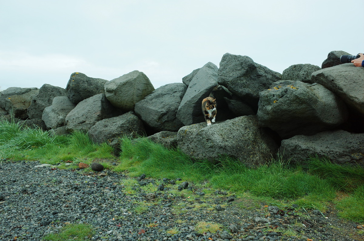 A cat walking along stacked rocks.